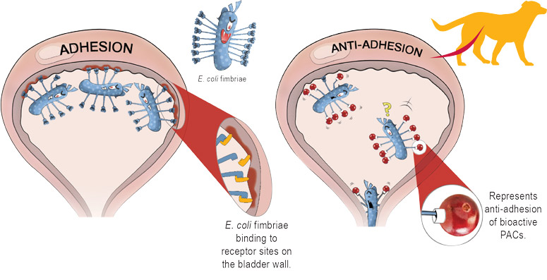 Representation of anti-adhesion of bioactive PACs