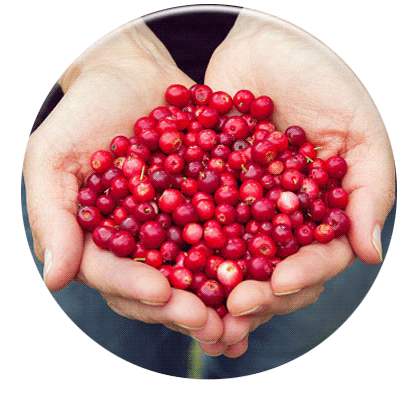 Crananidin from Nutramaxlabs Give your Dog the Berry Best